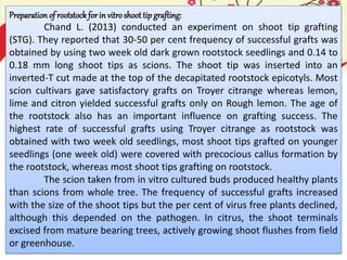 Preparation of rootstock forin vitroshoot tip grafting:
Chand L. (2013) conducted an experiment on shoot tip grafting
(STG). They reported that 30-50 per cent frequency of successful grafts was
obtained by using two week old dark grown rootstock seedlings and 0.14 to
0.18 mm long shoot tips as scions. The shoot tip was inserted into an
inverted-T cut made at the top of the decapitated rootstock epicotyls. Most
scion cultivars gave satisfactory grafts on Troyer citrange whereas lemon,
lime and citron yielded successful grafts only on Rough lemon. The age of
the rootstock also has an important influence on grafting success. The
highest rate of successful grafts using Troyer citrange as rootstock was
obtained with two week old seedlings, most shoot tips grafted on younger
seedlings (one week old) were covered with precocious callus formation by
the rootstock, whereas most shoot tips grafting on rootstock.
The scion taken from in vitro cultured buds produced healthy plants
than scions from whole tree. The frequency of successful grafts increased
with the size of the shoot tips but the per cent of virus free plants declined,
although this depended on the pathogen. In citrus, the shoot terminals
excised from mature bearing trees, actively growing shoot flushes from field
or greenhouse.
 