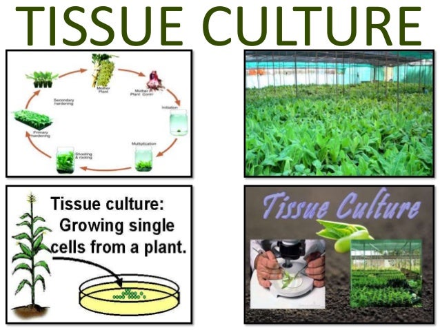 PPT On Tissue Culture Class 10 CBSE Text Book NCERT ppt-on-tissue-culture-class-10-cbse-text-book-ncert