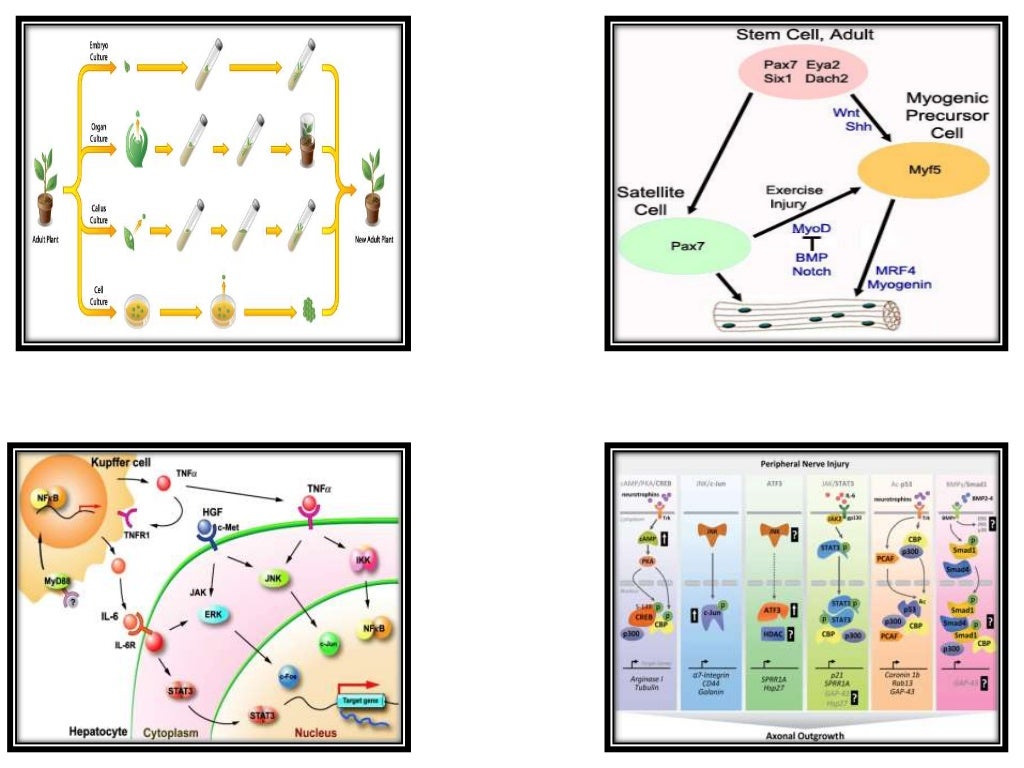 PPT on Tissue Culture Class 10 CBSE Text Book NCERT.