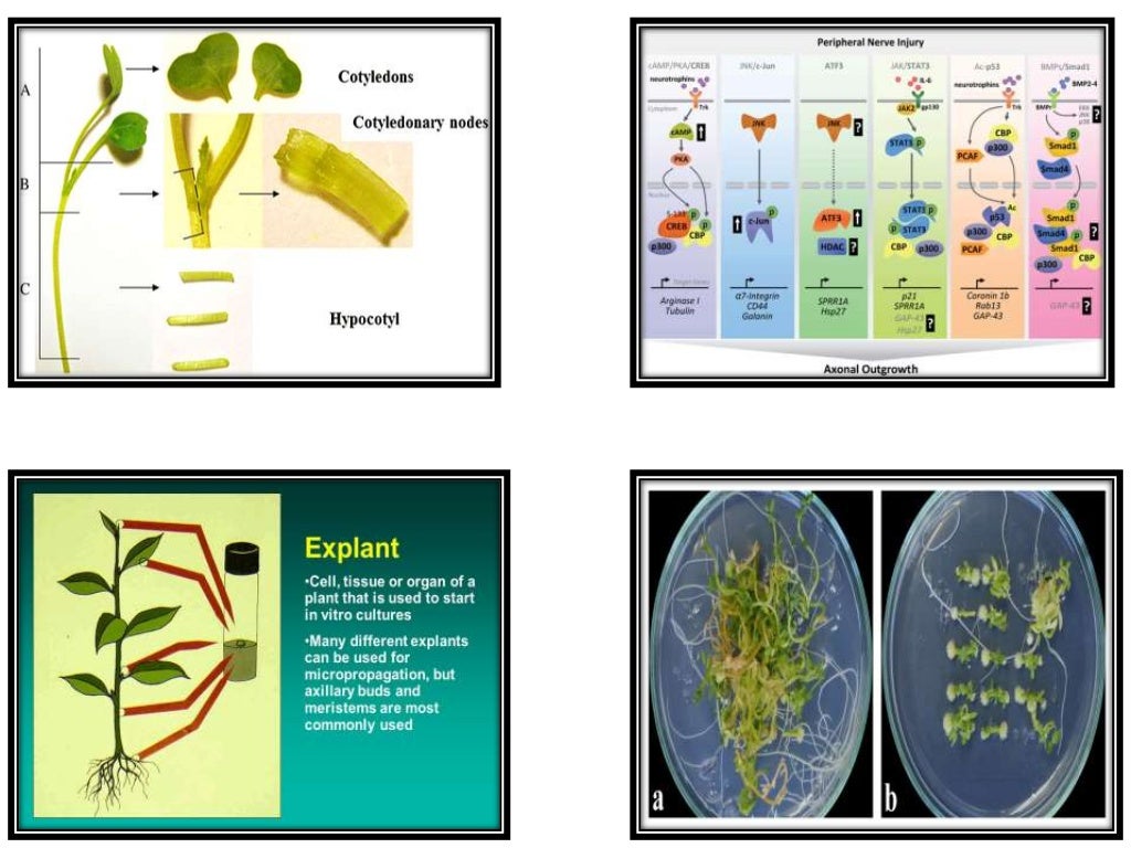 PPT on Tissue Culture Class 10 CBSE Text Book NCERT.