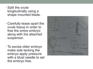 • Split the ovule
longitudinally using a
shape mounted blade.
• Carefully tease apart the
ovule tissue in order to
free the entire embryo
along with the attached
suspensor.
• To excise older embryo
make side lacking the
embryo apply pressure
with a blust needle to set
the embryo free.
 