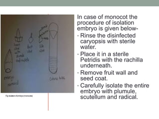 Fig:Isolationofembryo(monocote)
In case of monocot the
procedure of isolation
embryo is given below-
• Rinse the disinfected
caryopsis with sterile
water.
• Place it in a sterile
Petridis with the rachilla
underneath.
• Remove fruit wall and
seed coat.
• Carefully isolate the entire
embryo with plumule,
scutellum and radical.
 