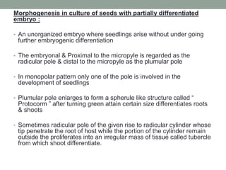 Morphogenesis in culture of seeds with partially differentiated
embryo :
• An unorganized embryo where seedlings arise without under going
further embryogenic differentiation
• The embryonal & Proximal to the micropyle is regarded as the
radicular pole & distal to the micropyle as the plumular pole
• In monopolar pattern only one of the pole is involved in the
development of seedlings
• Plumular pole enlarges to form a spherule like structure called “
Protocorm ” after turning green attain certain size differentiates roots
& shoots
• Sometimes radicular pole of the given rise to radicular cylinder whose
tip penetrate the root of host while the portion of the cylinder remain
outside the proliferates into an irregular mass of tissue called tubercle
from which shoot differentiate.
 