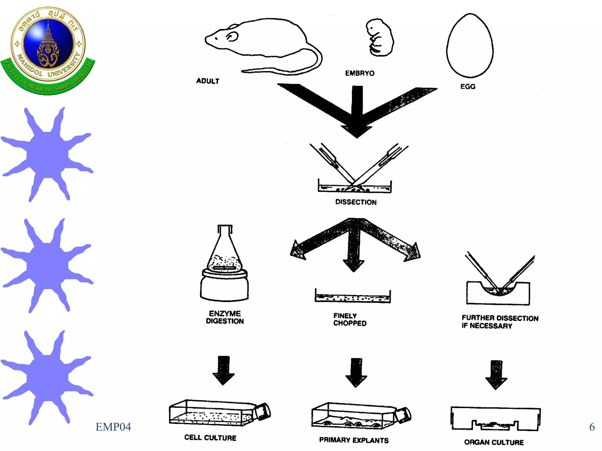 Tissue culture | PPT