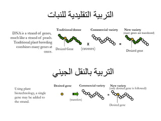 ‫للنبات‬ ‫التقليدية‬ ‫التربية‬
‫الجيني‬ ‫بالنقل‬ ‫التربية‬
Using plant
biotechnology, a single
gene may be added to
the strand.
Desired gene Commercial variety New variety
(transfers)
=
Desired gene
(only desired gene is followed)
 