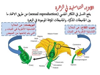 ‫اللقاح‬ ‫حبوب‬:‫الخاليا‬ ‫هي‬
‫الن‬ ‫في‬ ‫الذكرية‬ ‫التناسلية‬‫بات‬
‫البويضات‬:‫الخاليا‬ ‫هي‬
‫النبا‬ ‫في‬ ‫األنثوية‬ ‫التناسلية‬‫و‬ ‫ت‬
‫المبيض‬ ‫من‬ ‫إنتاجها‬ ‫يتم‬ ‫التي‬
‫اجلنيس‬ ‫تاكثر‬‫ل‬‫ا‬ ‫يف‬ ‫سل‬‫لن‬‫ا‬ ‫ينتج‬(sexual reproduction)‫ما‬ ‫الاحتاد‬ ‫يق‬‫ر‬‫ط‬ ‫عن‬
‫ثة‬‫ن‬‫ؤ‬‫امل‬ ‫اجلاميطات‬‫و‬ ،‫املذكرة‬ ‫اجلاميطات‬ ‫بني‬‫املوجودة‬‫الزهرة‬ ‫يف‬
 
