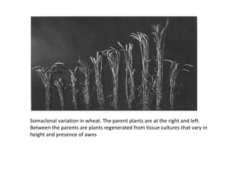 Somaclonal variation in wheat. The parent plants are at the right and left.
Between the parents are plants regenerated from tissue cultures that vary in
height and presence of awns
 