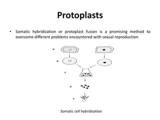 Protoplasts
• Somatic hybridization or protoplast fusion is a promising method to
overcome different problems encountered with sexual reproduction
Somatic cell hybridization
 