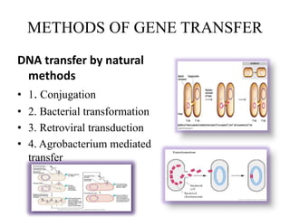 METHODS OF GENE TRANSFER
DNA transfer by natural
methods
• 1. Conjugation
• 2. Bacterial transformation
• 3. Retroviral transduction
• 4. Agrobacterium mediated
transfer
 