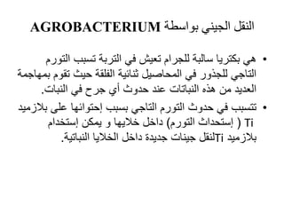 ‫بواسطة‬ ‫الجيني‬ ‫النقل‬AGROBACTERIUM
•‫ا‬ ‫تسبب‬ ‫التربة‬ ‫في‬ ‫تعيش‬ ‫للجرام‬ ‫سالبة‬ ‫بكتريا‬ ‫هي‬‫لتورم‬
‫ت‬ ‫حيث‬ ‫الفلقة‬ ‫ثنائية‬ ‫المحاصيل‬ ‫في‬ ‫للجذور‬ ‫التاجي‬‫بمهاجمة‬ ‫قوم‬
‫النبات‬ ‫في‬ ‫جرح‬ ‫أي‬ ‫حدوث‬ ‫عند‬ ‫النباتات‬ ‫هذه‬ ‫من‬ ‫العديد‬.
•‫عل‬ ‫إحتوائها‬ ‫بسبب‬ ‫التاجي‬ ‫التورم‬ ‫حدوث‬ ‫في‬ ‫تتسبب‬‫بالزميد‬ ‫ى‬
Ti(‫التورم‬ ‫إستحداث‬)‫إستخدام‬ ‫يمكن‬ ‫و‬ ‫خاليها‬ ‫داخل‬
‫بالزميد‬Ti‫النباتية‬ ‫الخاليا‬ ‫داخل‬ ‫جديدة‬ ‫جينات‬ ‫لنقل‬.
 