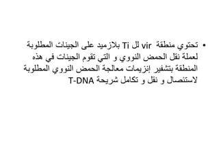 •‫منطقة‬ ‫تحتوي‬vir‫لل‬Ti‫المطلوبة‬ ‫الجينات‬ ‫على‬ ‫بالزميد‬
‫هذ‬ ‫في‬ ‫الجينات‬ ‫تقوم‬ ‫التي‬ ‫و‬ ‫النووي‬ ‫الحمض‬ ‫نقل‬ ‫لعملة‬‫ه‬
‫المط‬ ‫النووي‬ ‫الحمض‬ ‫معالجة‬ ‫إنزيمات‬ ‫بتشفير‬ ‫المنطقة‬‫لوبة‬
‫شريحة‬ ‫تكامل‬ ‫و‬ ‫نقل‬ ‫و‬ ‫الستئصال‬T-DNA
 