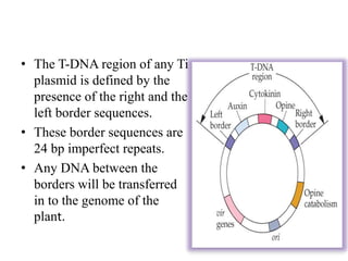 • The T-DNA region of any Ti
plasmid is defined by the
presence of the right and the
left border sequences.
• These border sequences are
24 bp imperfect repeats.
• Any DNA between the
borders will be transferred
in to the genome of the
plant.
 