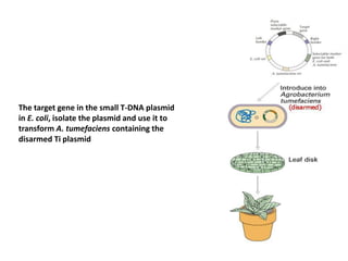 The target gene in the small T-DNA plasmid
in E. coli, isolate the plasmid and use it to
transform A. tumefaciens containing the
disarmed Ti plasmid
 