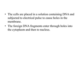 • The cells are placed in a solution containing DNA and
subjected to electrical pulse to cause holes in the
membrane.
• The foreign DNA fragments enter through holes into
the cytoplasm and then to nucleus.
 