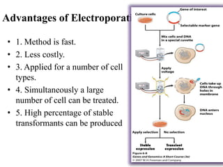Advantages of Electroporation
• 1. Method is fast.
• 2. Less costly.
• 3. Applied for a number of cell
types.
• 4. Simultaneously a large
number of cell can be treated.
• 5. High percentage of stable
transformants can be produced
 