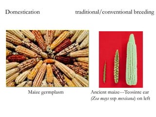 Domestication traditional/conventional breeding
Maize germplasm Ancient maize---Teosinte ear
(Zea mays ssp mexicana) on left
 