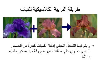 ‫للنبات‬ ‫الكالسيكية‬ ‫التربية‬ ‫طريقة‬
•‫ال‬ ‫من‬ ‫كبيرة‬ ‫كميات‬ ‫إدخال‬ ‫الجيني‬ ‫التعديل‬ ‫فيها‬ ‫يتم‬ ‫و‬‫حمض‬
‫مشا‬ ‫مصدر‬ ‫من‬ ‫معروفة‬ ‫غير‬ ‫صفات‬ ‫علي‬ ‫تحتوي‬ ‫النووي‬‫به‬
‫وراثيا‬
 