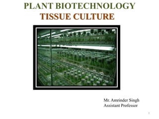 PLANT BIOTECHNOLOGY
TISSUE CULTURE
1
Mr. Amrinder Singh
Assistant Professor
 