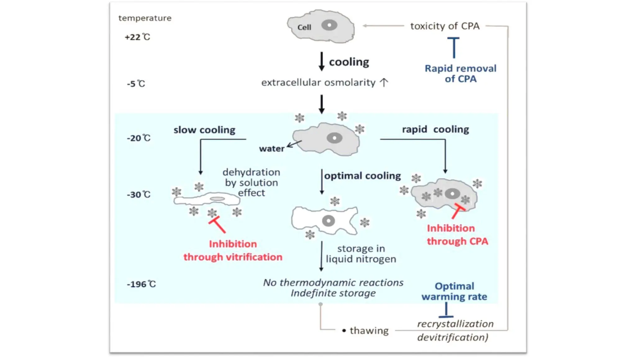 Tissue Culture overview for dbt jrf net.pptx