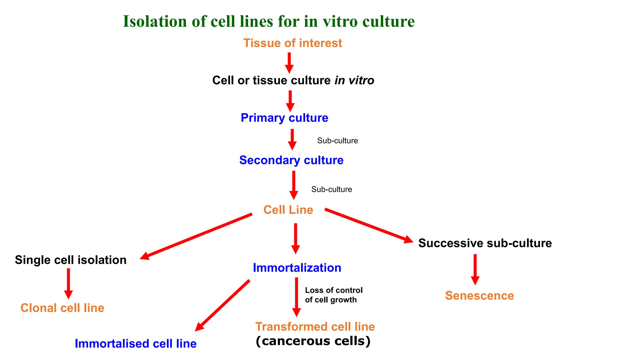 Isolation of cell lines for in vitro culture
Tissue of interest
Cell or tissue culture in vitro
Primary culture
Secondary culture
Cell Line
Immortalization
Transformed cell line
(cancerous cells)
Immortalised cell line
Successive sub-culture
Senescence
Single cell isolation
Clonal cell line
Loss of control
of cell growth
Sub-culture
Sub-culture
 