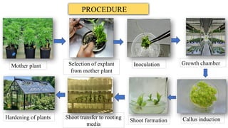 Comprehensive Overview of Plant Tissue Culture and Its Applications in ...