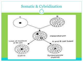 Cybridization Tissue culture | PPTX