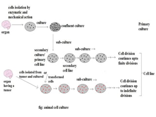 Comprehensive Overview of Animal Cell Culture: Techniques and ...