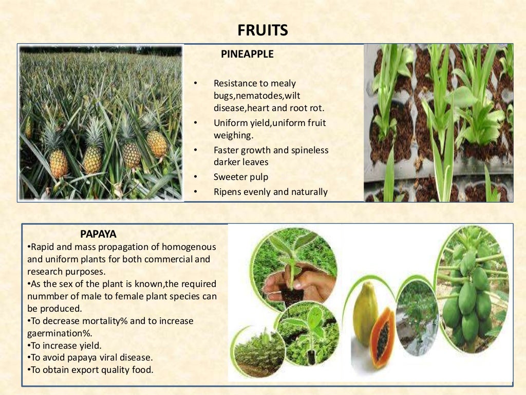 Plant Tissue Culture Technique and its applications