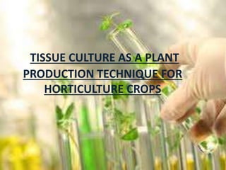 TISSUE CULTURE AS A PLANT
PRODUCTION TECHNIQUE FOR
HORTICULTURE CROPS
 