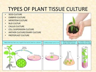 Plant Tissue Culture Technique and its applications | PPTX