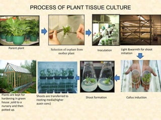 Plant Tissue Culture Technique and its applications | PPTX