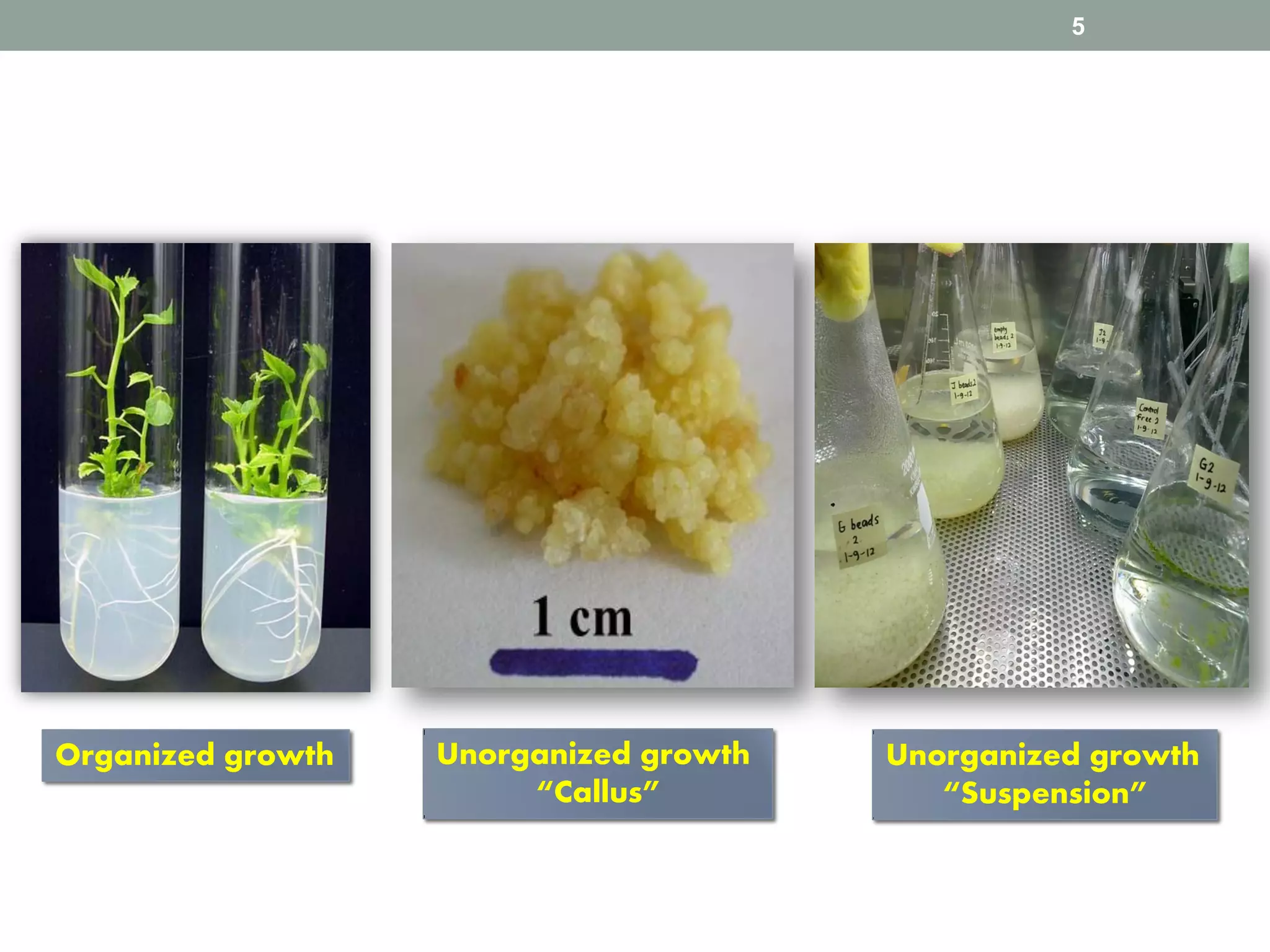 5
Organized growth Unorganized growth
“Callus”
Unorganized growth
“Suspension”
 