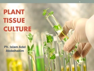 PLANT
TISSUE
CULTURE
Ph. Islam Adel
Abdelhakim
1
 