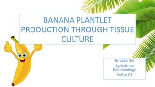 BANANA PLANTLET
PRODUCTION THROUGH TISSUE
CULTURE
By Laiba Gul
Agricultural
Biotechnology
Roll no 03
 