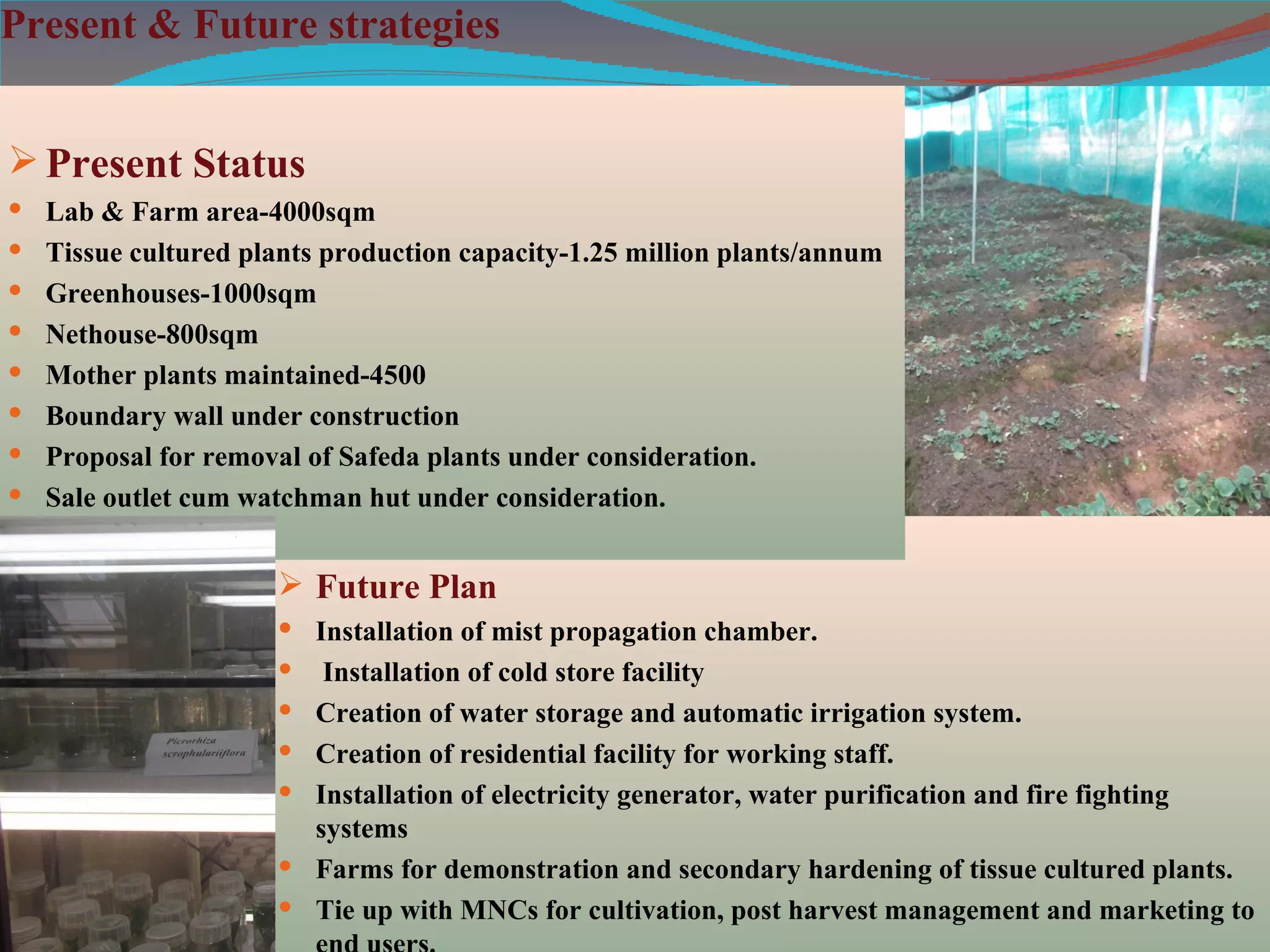 Present & Future strategies


 Present Status
 Lab & Farm area-4000sqm
 Tissue cultured plants production capacity-1.25 million plants/annum
 Greenhouses-1000sqm
 Nethouse-800sqm
 Mother plants maintained-4500
 Boundary wall under construction
 Proposal for removal of Safeda plants under consideration.
 Sale outlet cum watchman hut under consideration.


                      Future Plan
                      Installation of mist propagation chamber.
                      Installation of cold store facility
                      Creation of water storage and automatic irrigation system.
                      Creation of residential facility for working staff.
                      Installation of electricity generator, water purification and fire fighting
                       systems
                      Farms for demonstration and secondary hardening of tissue cultured plants.
                      Tie up with MNCs for cultivation, post harvest management and marketing to
 