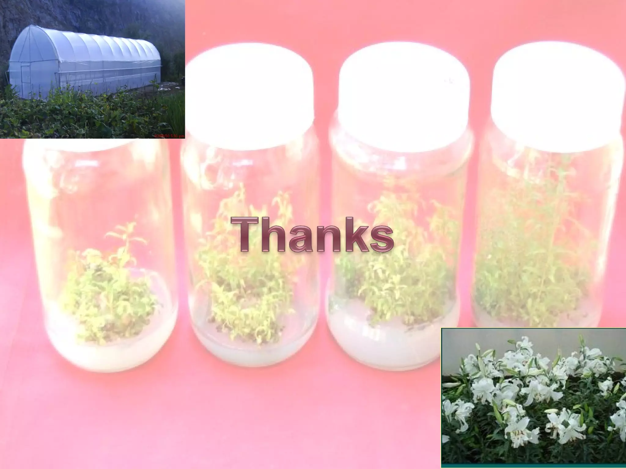 Tissue Culture Project Presentation