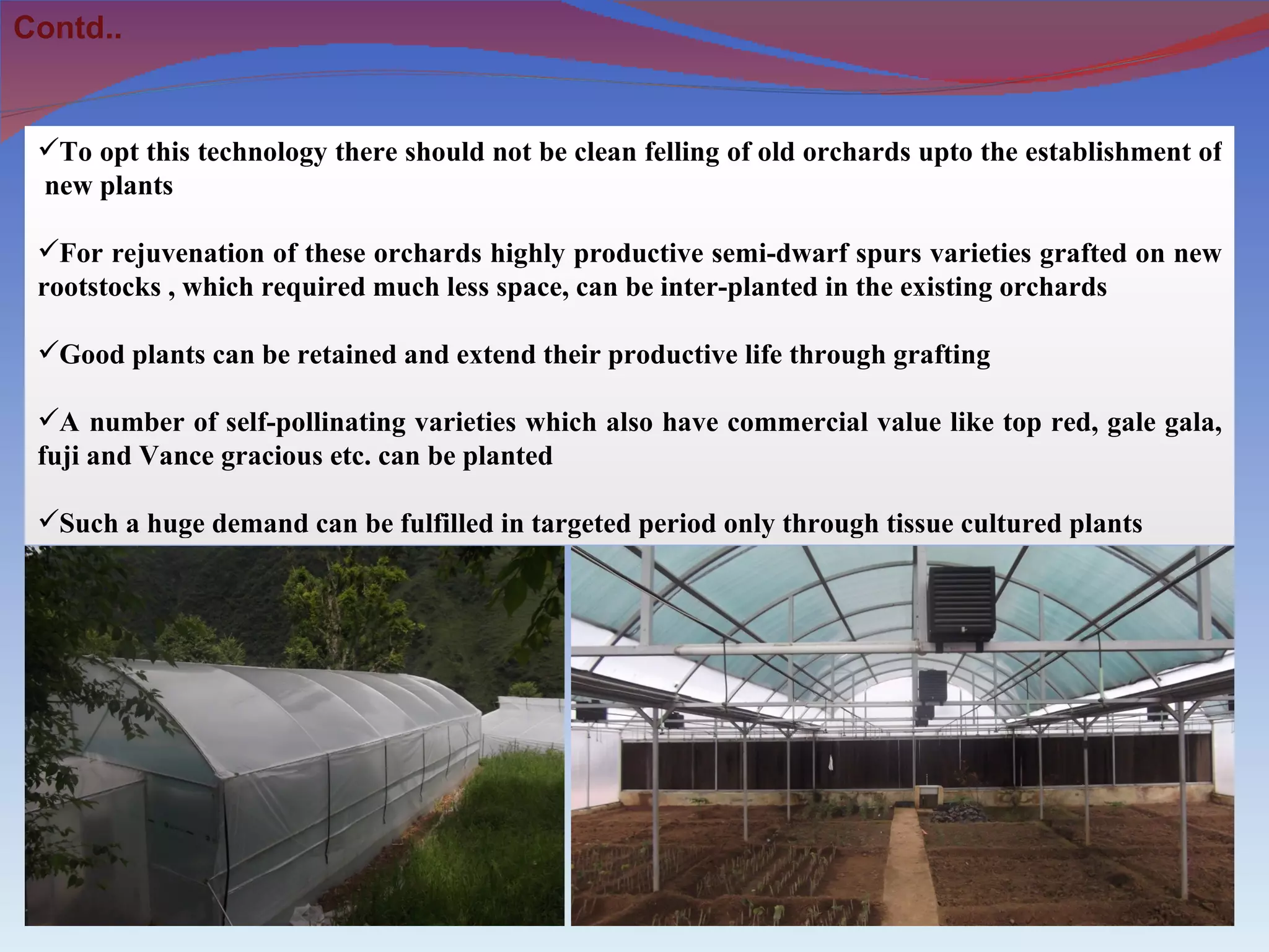 Contd..


 To opt this technology there should not be clean felling of old orchards upto the establishment of
 new plants

 For rejuvenation of these orchards highly productive semi-dwarf spurs varieties grafted on new
 rootstocks , which required much less space, can be inter-planted in the existing orchards

 Good plants can be retained and extend their productive life through grafting

 A number of self-pollinating varieties which also have commercial value like top red, gale gala,
 fuji and Vance gracious etc. can be planted

 Such a huge demand can be fulfilled in targeted period only through tissue cultured plants
 