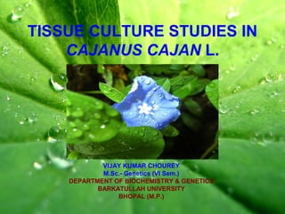 TISSUE CULTURE STUDIES IN
CAJANUS CAJAN L.
VIJAY KUMAR CHOUREY
M.Sc.- Genetics (VI Sem.)
DEPARTMENT OF BIOCHEMISTRY & GENETICS
BARKATULLAH UNIVERSITY
BHOPAL (M.P.)
 