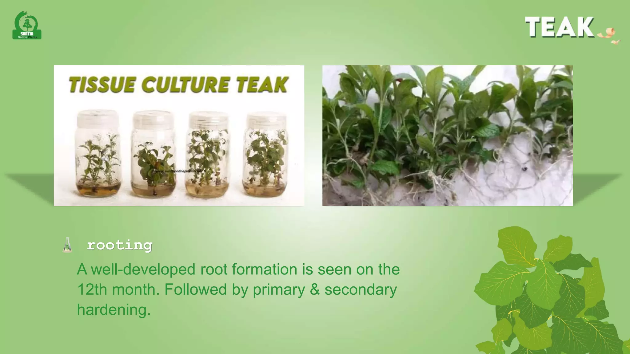 Tissue Culture teak PPT