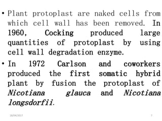 • Plant protoplast are naked cells from
which cell wall has been removed. In
1960, Cocking produced large
quantities of protoplast by using
cell wall degradation enzyme.
• In 1972 Carlson and coworkers
produced the first somatic hybrid
plant by fusion the protoplast of
Nicotiana glauca and Nicotiana
longsdorfii.
18/04/2017 7
 