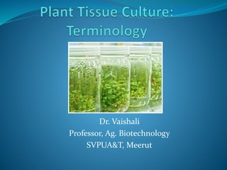 Dr. Vaishali
Professor, Ag. Biotechnology
SVPUA&T, Meerut
 