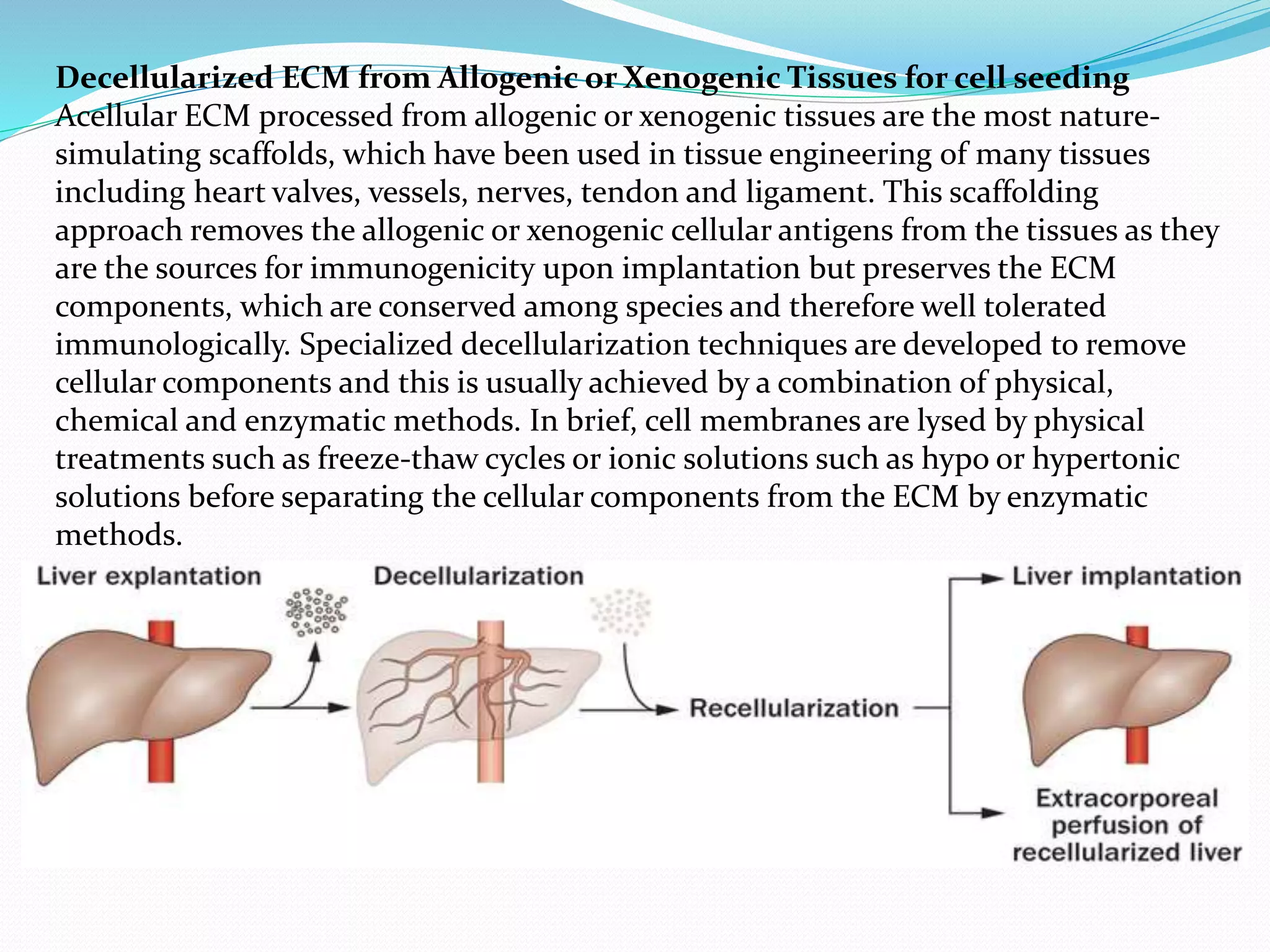 Decellularized ECM from Allogenic or Xenogenic Tissues for cell seeding
Acellular ECM processed from allogenic or xenogenic tissues are the most nature-
simulating scaffolds, which have been used in tissue engineering of many tissues
including heart valves, vessels, nerves, tendon and ligament. This scaffolding
approach removes the allogenic or xenogenic cellular antigens from the tissues as they
are the sources for immunogenicity upon implantation but preserves the ECM
components, which are conserved among species and therefore well tolerated
immunologically. Specialized decellularization techniques are developed to remove
cellular components and this is usually achieved by a combination of physical,
chemical and enzymatic methods. In brief, cell membranes are lysed by physical
treatments such as freeze-thaw cycles or ionic solutions such as hypo or hypertonic
solutions before separating the cellular components from the ECM by enzymatic
methods.
 