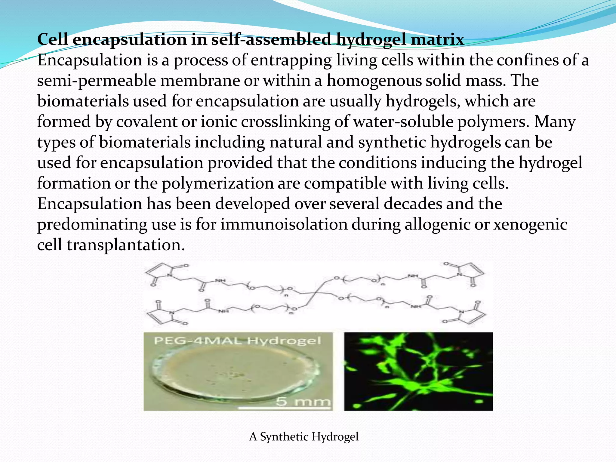 Cell encapsulation in self-assembled hydrogel matrix
Encapsulation is a process of entrapping living cells within the confines of a
semi-permeable membrane or within a homogenous solid mass. The
biomaterials used for encapsulation are usually hydrogels, which are
formed by covalent or ionic crosslinking of water-soluble polymers. Many
types of biomaterials including natural and synthetic hydrogels can be
used for encapsulation provided that the conditions inducing the hydrogel
formation or the polymerization are compatible with living cells.
Encapsulation has been developed over several decades and the
predominating use is for immunoisolation during allogenic or xenogenic
cell transplantation.
A Synthetic Hydrogel
 