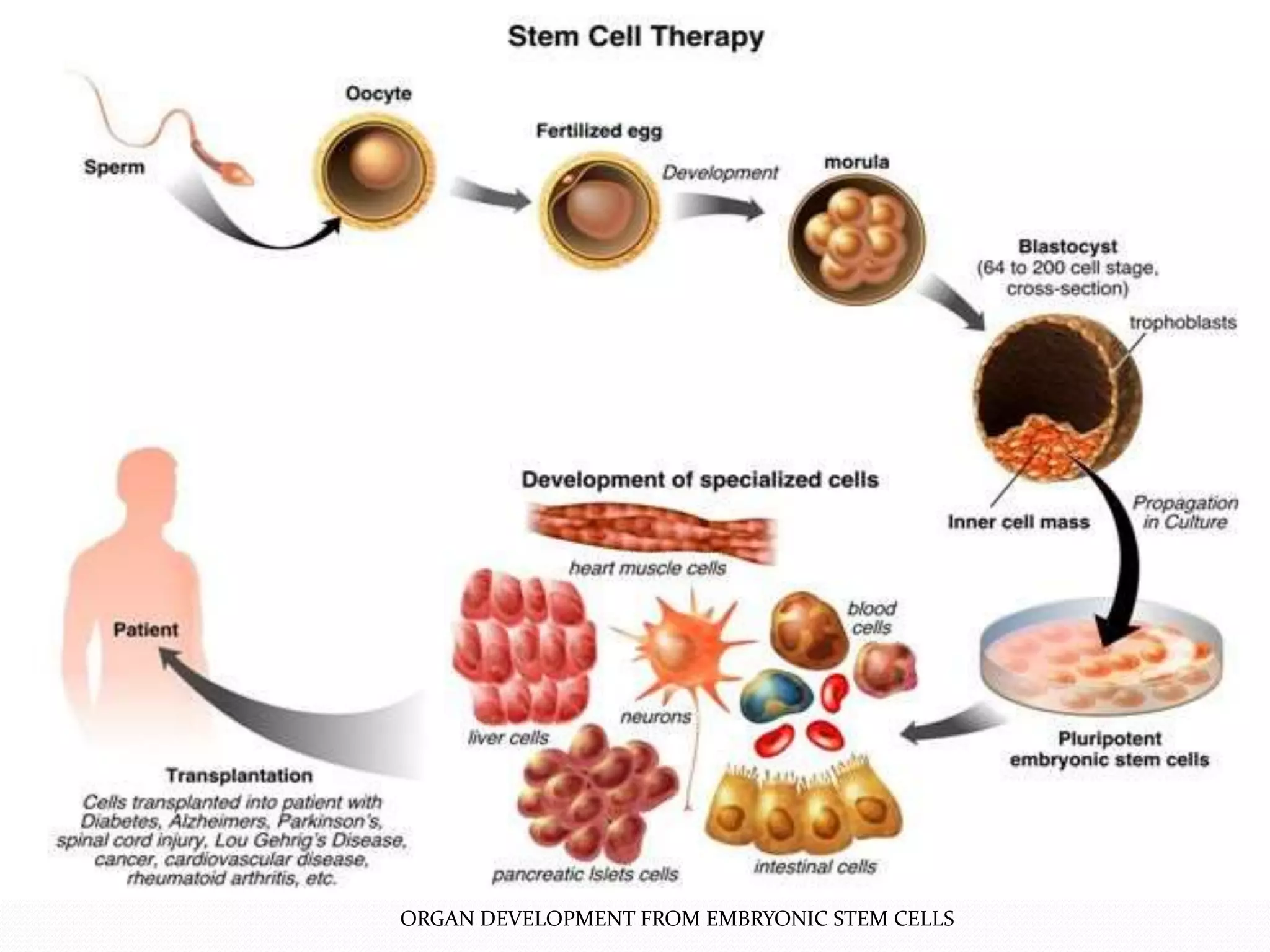 ORGAN DEVELOPMENT FROM EMBRYONIC STEM CELLS
 