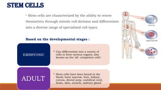 STEM CELLS
• Stem cells are characterized by the ability to renew
themselves through mitotic cell division and differentiate
into a diverse range of specialized cell types.
Based on the developmental stages :
• Can differentiate into a variety of
cells to form various organs, also
known as the ‘all- competent cells’
EMBRYONIC
• Stem cells have been found in the
blood, bone marrow, liver, kidney,
cornea, dental pulp, umbilical cord,
brain, skin, muscle, salivary gland
ADULT
 