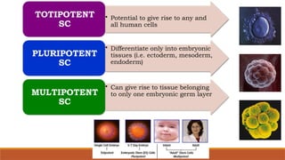 • Potential to give rise to any and
all human cells
TOTIPOTENT
SC
• Differentiate only into embryonic
tissues (i.e. ectoderm, mesoderm,
endoderm)
PLURIPOTENT
SC
• Can give rise to tissue belonging
to only one embryonic germ layer
MULTIPOTENT
SC
 