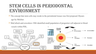 Stem cells in periodontal
environment
 The concept that stem cells may reside in the periodontal tissues was first proposed 30years
ago by Melcher.
 MuCulloch and coworkers 1986 identified small population of progenitor cell adjacent to blood
vessels within PDL.
 