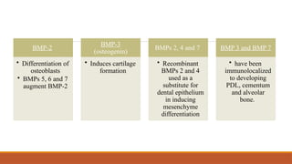 BMP-2
• Differentiation of
osteoblasts
• BMPs 5, 6 and 7
augment BMP-2
BMP-3
(osteogenin)
• Induces cartilage
formation
BMPs 2, 4 and 7
• Recombinant
BMPs 2 and 4
used as a
substitute for
dental epithelium
in inducing
mesenchyme
differentiation
BMP 3 and BMP 7
• have been
immunolocalized
to developing
PDL, cementum
and alveolar
bone.
 