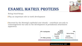 Enamel matrix proteins
Biology based therapy
‡Play an important role in tooth development
‡Secreted by the Hertwig’s epithelial root sheath – contribute not only to
cementogenesis but also in the development of periodontal attachment
apparatus.
Hammartsrom et al., 1997
 