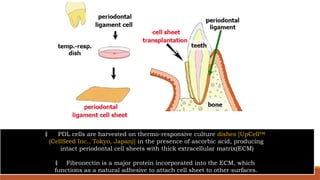 ‡ PDL cells are harvested on thermo-responsive culture dishes [UpCell™
(CellSeed Inc., Tokyo, Japan)] in the presence of ascorbic acid, producing
intact periodontal cell sheets with thick extracellular matrix(ECM)
‡ Fibronectin is a major protein incorporated into the ECM, which
functions as a natural adhesive to attach cell sheet to other surfaces.
 